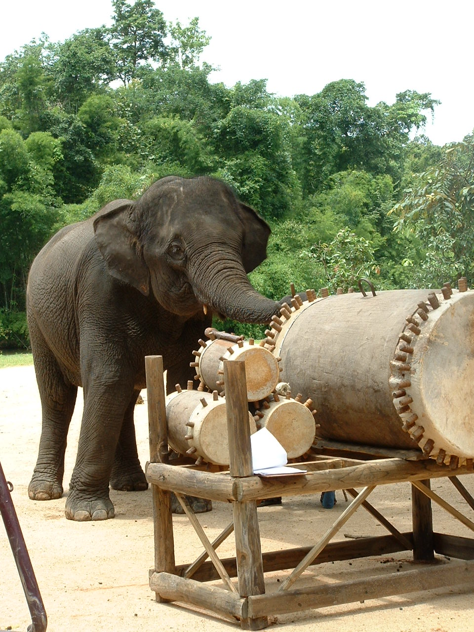 Thai Elephant Orchestra